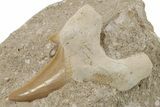 Otodus Shark Tooth Fossil in Rock - Eocene #230916-1